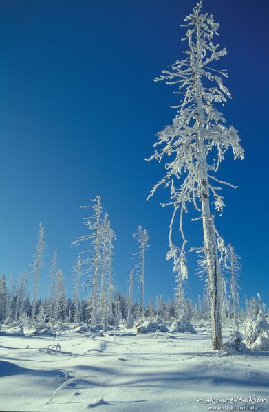 vereiste Fichte vor blauem Himmel, Wolfswarte, Harz, Deutschland