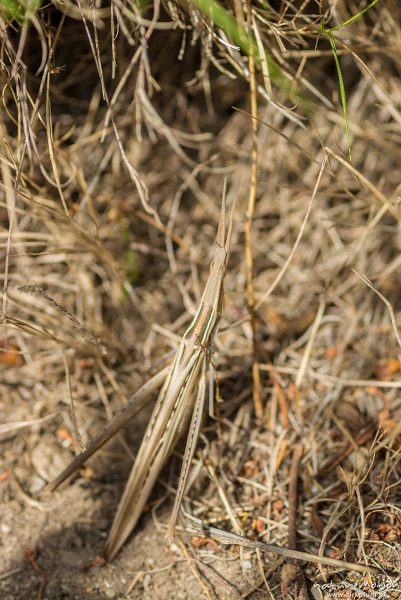Gewöhnliche Nasenschrecke, Acrida ungarica, 	Feldheuschrecken (Acridida), perfekt getarntes Tier zwischen Sträuchern in der Macchia, Vallebuia, Elba, Italien