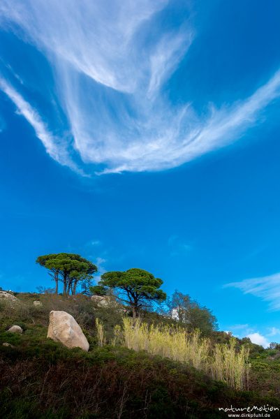 Pinien und Wolken, Wanderung durch die Macchia, Fetovaia - San Piero, Elba, Italien