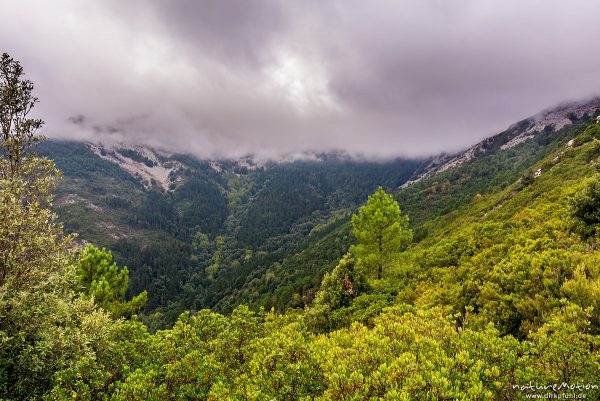 Kiefern und Macchia am Nordhang des Monte Capanne, Elba, Italien