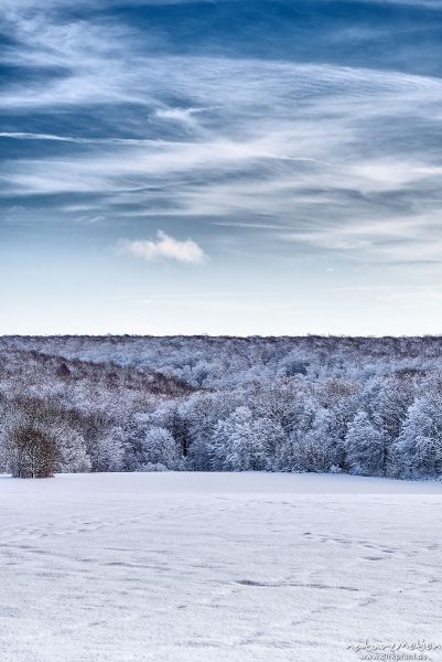 verschneiter Buchenwald, Schneefläche, blauer Himmel, Kerstlingeröder Feld, Göttingen, Deutschland