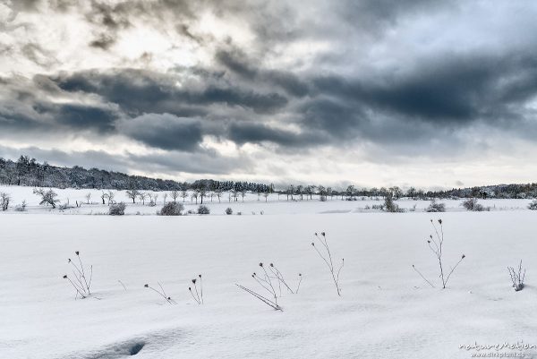 Wiese mit Baumreihen, tief verschneit, dunkle Wolken, Kerstlingeröder Feld, Göttingen, Deutschland