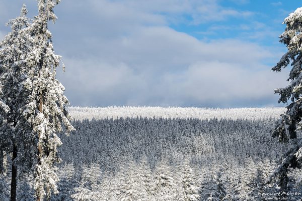 verschneiter Fichtenwald, St. Andreasberg (Harz), Deutschland