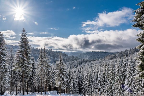 verschneiter Fichtenwald, St. Andreasberg (Harz), Deutschland