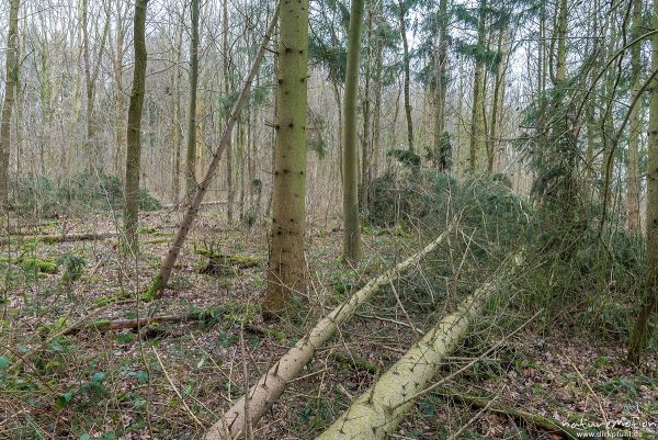 Windwurf, umgestürzte Fichten, Sturm Friederike, Göttinger Wald, Göttingen, Deutschland