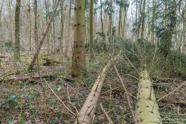 Windwurf, umgestürzte Fichten, Sturm Friederike, Göttinger Wald, Göttingen, Deutschland