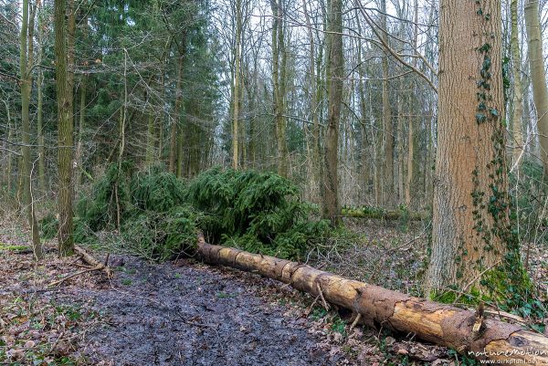 Windwurf, umgestürzte Fichten, Sturm Friederike, Göttinger Wald, Göttingen, Deutschland