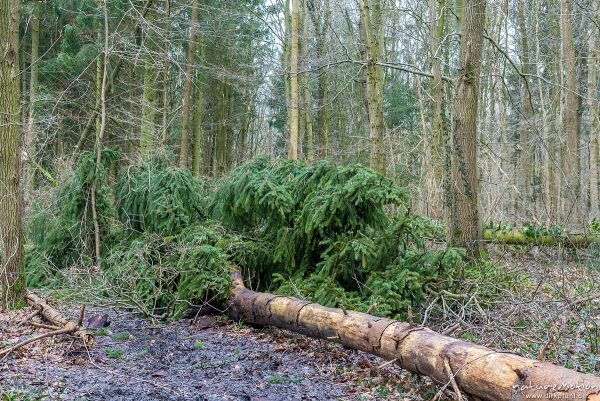 Windwurf, umgestürzte Fichten, Sturm Friederike, Göttinger Wald, Göttingen, Deutschland