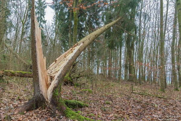 Windwurf, umgestürzte Fichten, Sturm Friederike, Göttinger Wald, Göttingen, Deutschland