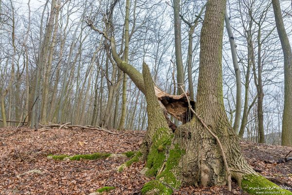 Windwurf, umgestürzte Esche, Sturm Friederike, Westerberg, Göttinger Wald, Göttingen, Deutschland