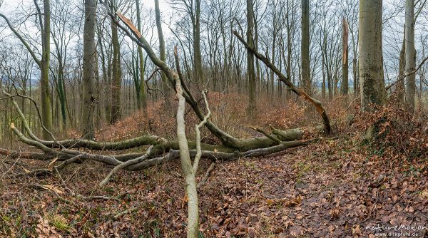 Windwurf, umgestürzte Buche, Sturm Friederike, Westerberg, Göttinger Wald, Göttingen, Deutschland