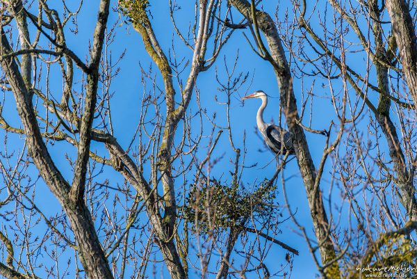 Graureiher, Ardea cinerea, Ardeidae, Alttier bringt kleine Äste zum Ausbessern der Nester für die kommende Brutsaison, Brutkolonie am Kiessee, Göttingen, Deutschland