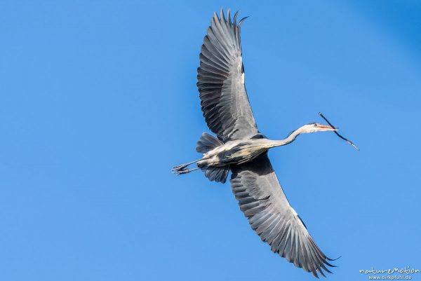 Graureiher, Ardea cinerea, Ardeidae, Alttier bringt kleine Äste zum Ausbessern der Nester für die kommende Brutsaison, Brutkolonie am Kiessee, Göttingen, Deutschland