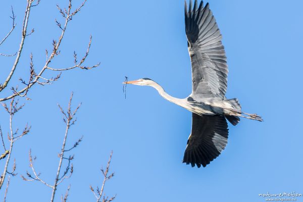 Graureiher, Ardea cinerea, Ardeidae, Alttier bringt kleine Äste zum Ausbessern der Nester für die kommende Brutsaison, Brutkolonie am Kiessee, Göttingen, Deutschland