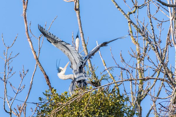 Graureiher, Ardea cinerea, Ardeidae, Alttiere beim Ausbessern der Nester für die kommende Brutsaison, Brutkolonie am Kiessee, Göttingen, Deutschland