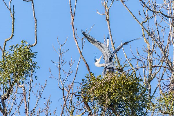 Graureiher, Ardea cinerea, Ardeidae, Alttiere beim Ausbessern der Nester für die kommende Brutsaison, Brutkolonie am Kiessee, Göttingen, Deutschland