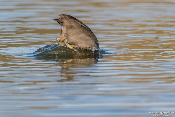 Bläßhuhn, Bläßralle, Fulica atra, Rallidae, Tier taucht nach Nahrung, Göttingen, Deutschland