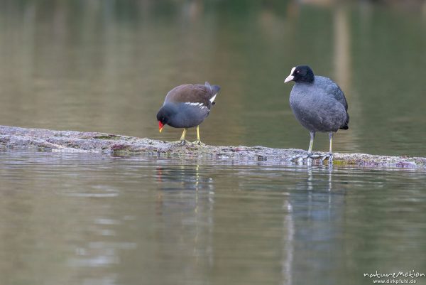 Bläßhuhn, Bläßralle, Fulica atra, Rallidae, Teichralle, Teichhuhn, Gallinula chloropus, Rallenvögel (Rallidae), stehen nebeneinander auf einem Holzstamm, Kiessee, Göttingen, Deutschland