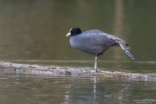 Bläßhuhn, Bläßralle, Fulica atra, Rallidae, steht auf einem Holzstamm und ordnet Gefieder, Kiessee, Göttingen, Deutschland