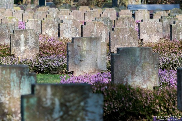 Soldatengräber, Grabsteine in Reih und Glied, Gefallene aus dem 2. Weltkriegs, Stadtfriedhof, Göttingen, Deutschland