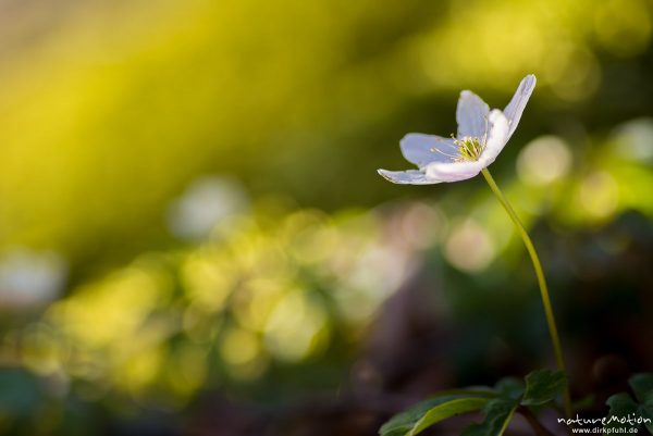 Buschwindröschen, Anemone nemorosa, Ranunculaceae, Blüte, Göttinger Wald, Göttingen, Deutschland