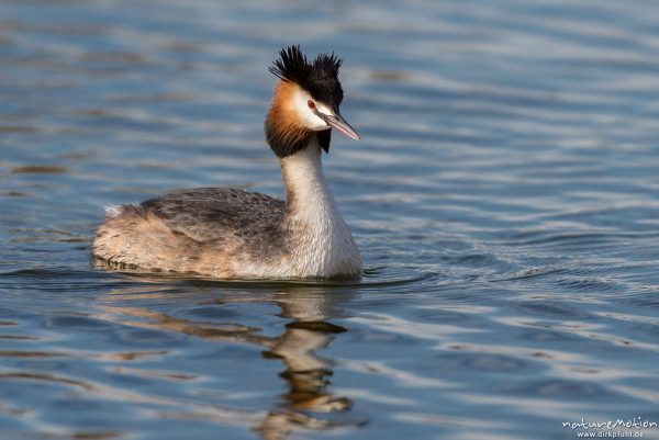 Haubentaucher, Podiceps cristatus, Podicipedidae, schwimmend, Kiessee, Göttingen, Deutschland