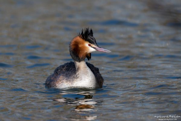 Haubentaucher, Podiceps cristatus, Podicipedidae, schwimmend, Kiessee, Göttingen, Deutschland