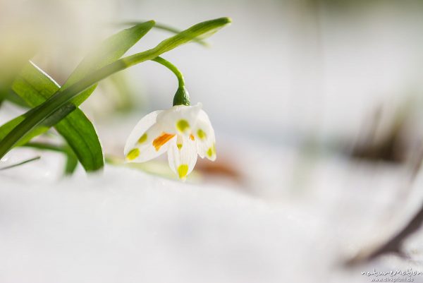 Märzenbecher, Leucojum vernum, Amaryllidaceae, blühende Pflanzen im Schnee, Wintereinbruch im März, Westerberg, Göttingen, Deutschland
