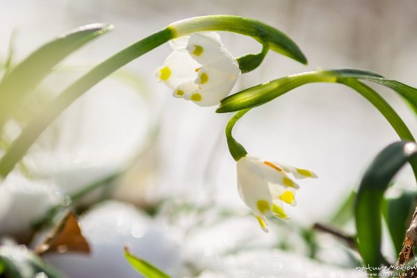 Märzenbecher, Leucojum vernum, Amaryllidaceae, blühende Pflanzen im Schnee, Wintereinbruch im März, Westerberg, Göttingen, Deutschland