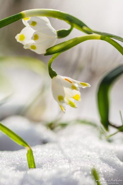 Märzenbecher, Leucojum vernum, Amaryllidaceae, blühende Pflanzen im Schnee, Wintereinbruch im März, , Göttingen, Deutschland