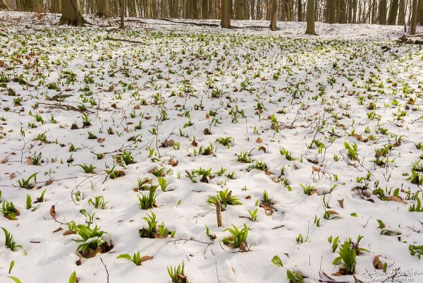 Bärlauch, Allium ursinum, Liliaceae, erste Blätter sprießen aus dem Schnee, Westerberg, Göttingen, Deutschland