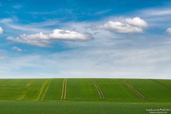 Felder mit Getreide, Fahrspuren, Wolken, Leinetal, Klein Schneen bei Göttingen, Deutschland
