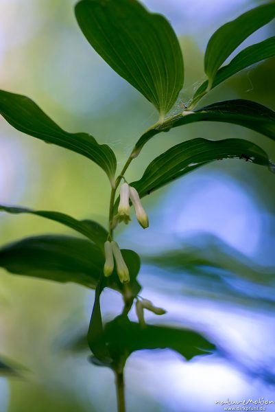 Salomonssiegel, Vielblütige Weißwurz, Polygonatum multiflorum, Spargelgewächse (Asparagaceae), blühe, Göttingen, Deutschland