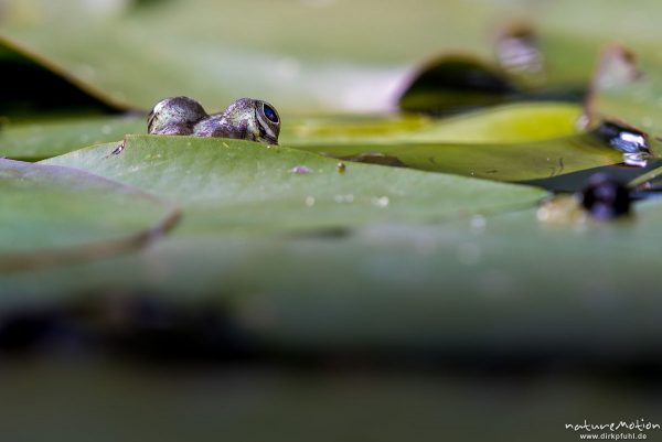 Teichfrosch, Rana esculenta  (Pelophylax kl. esculentus, Pelophylax "esculentus"), Echte Frösche (Ranidae), Augen schauen unter Seerosenblatt hervor, Alter Botanischer Garten, Göttingen, Deutschland