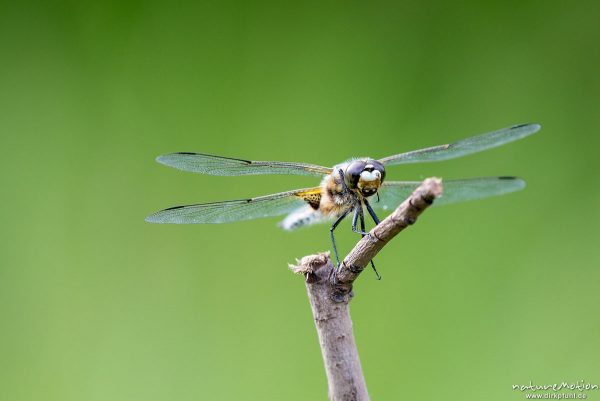 Vierfleck, Libellula quadrimaculata, Segellibellen – Libellulidae, Männchen sitzt auf Weidenzweig, S, Göttingen, Deutschland
