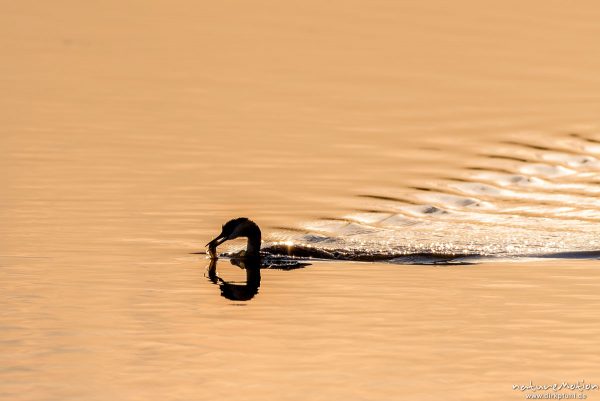 Haubentaucher, Podiceps cristatus, Podicipedidae, Alttier schwimmt mit gefangenem Fisch zum Jungtier, Seeburger See, Deutschland