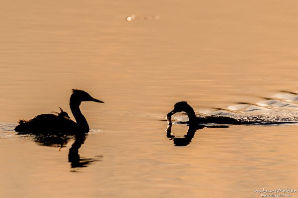 Haubentaucher, Podiceps cristatus, Podicipedidae, Alttier schwimmt mit gefangenem Fisch zum Jungtier, Seeburger See, Deutschland