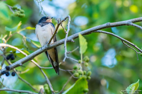 Rauchschwalbe, Hirundo rustica, Schwalben (Hirundinidae), Tiere rasten in Baum, Flütewehr, Göttingen, Deutschland