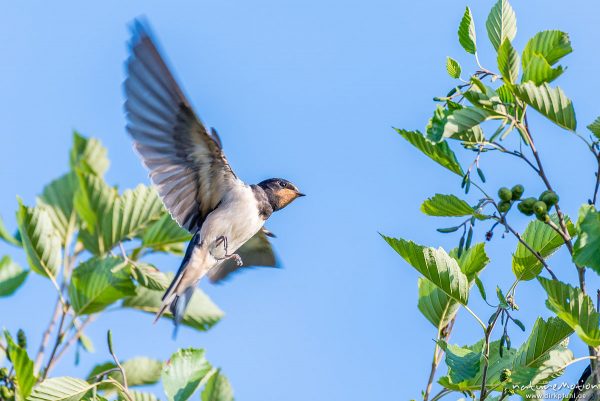 Rauchschwalbe, Hirundo rustica, Schwalben (Hirundinidae), Tiere im Anflug auf Rastbaum, Flütewehr, Göttingen, Deutschland