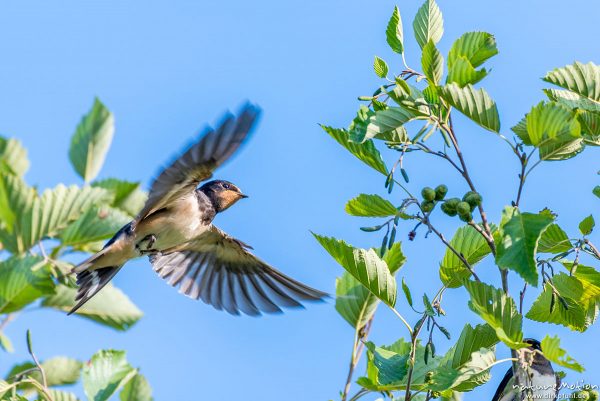 Rauchschwalbe, Hirundo rustica, Schwalben (Hirundinidae), Tiere im Anflug auf Rastbaum, Flütewehr, Göttingen, Deutschland