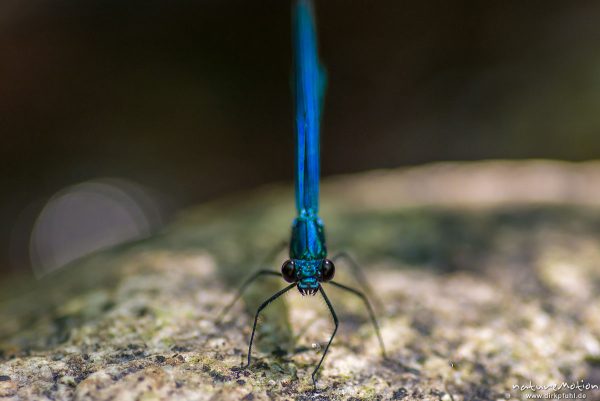 Blauflügel-Prachtlibelle, Calopteryx virgo, 	Prachtlibellen (Calopterygidae), Männchen, sitz auf Stein, Bachlauf der Ligne, Largentiére, Frankreich