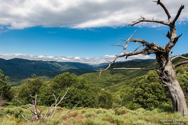 bewaldete Höhenzüge im Tanargue-Gebirge, abgestorbener Baum, Valgorge, Largentiére, Frankreich