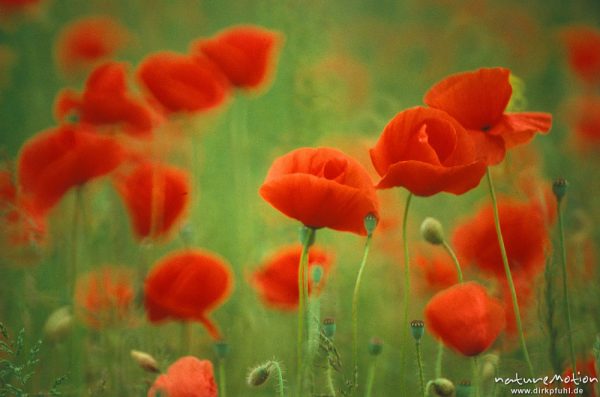 Klatsch-Mohn, Papaver rhoeas, Papaveraceae, Blüten, Feld, Tele, "Pflanzen", Göttingen, Deutschland