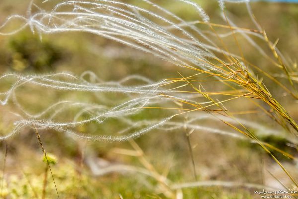 Echtes Federgras, Stipa pennata, 	Süßgräser (Poaceae,mit fedrigen Haaren an den jungen Blättern,  Causse Méjean, Florac, Frankreich