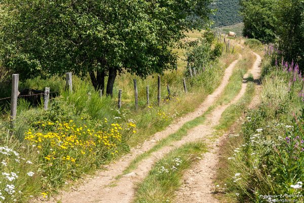 Feldweg, Zaun, Viehweiden, Tal des Le Rieubellet zwischen Finiels und Le Pont-de-Montvert, Florac, Frankreich