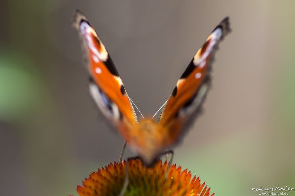Tagpfauenauge, Inachis io, Nymphalidae, Tier saugt Nektar, Garten, Ferme des Saliéges, Florac, Frankreich