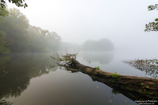 abgebrochener Stamm einer Weide ragt ins Wasser eines Sees, Morgennebel, Kiessee, Göttingen, Deutschland