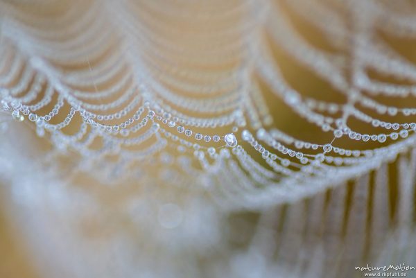 Spinnennetz mit Tautropfen, Kiessee, Göttingen, Deutschland