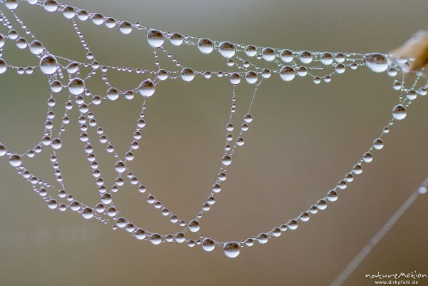 Spinnennetz mit Tautropfen, Kiessee, Göttingen, Deutschland