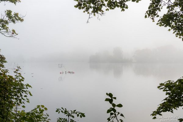 Nebelstimmung am See, Nilgans, Alopochen aegyptiacus, 	Entenvögel (Anatidae), Tiere sitzen auf Metallgestänge einer Kanupolo-Anlage, Kiessee, Göttingen, Deutschland
